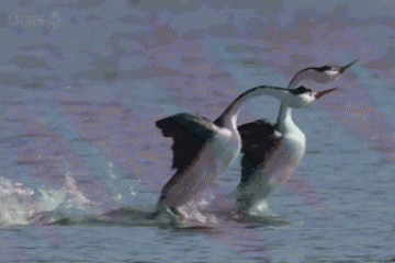 波司登对标加拿大鹅