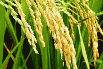 粮食管家插上信息化“翅膀”