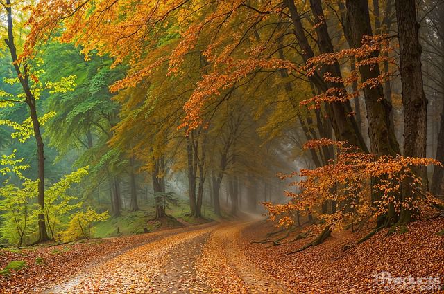 1762778786118496.jpg autumn-8688876_640.jpg